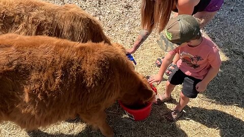 Child Feeds Highland Cows