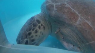 Wildlife officials issue warning after sea turtle suffers injuries, has flipper amputated