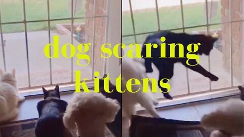 dog scaring kittens