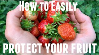 How to Easily Protect Your Blueberry & Strawberry Fruit from Birds & Squirrels | Garden Tips