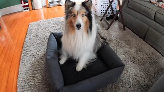 ZHEBU Orthopedic Dog Bed for Small Medium Dogs Clearance Outdoor Expandable Dog Crate Mat Egg Crate