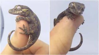 Tiny gecko hangs out on his owner's hand