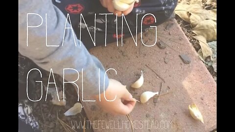 Planting Garlic in Raised Beds