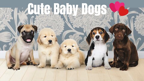 Baby Dogs Video - Cute Pets And Animals Funny