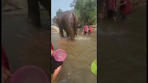 Group Effort Bathing Elephants