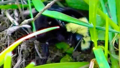 IECV NV #278 - 👀 Bumble Bee In The Grass Hide Out 🐝4-24-2017