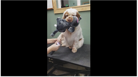 Clumber Spaniel holds toy in mouth during pedicure