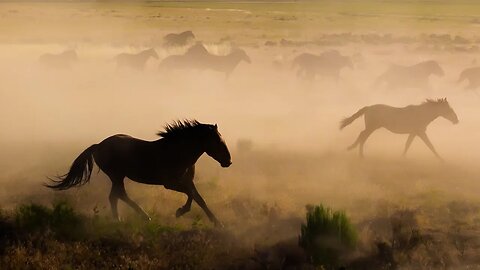 Finding the Wild Horses of Utah
