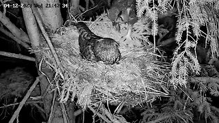 Albert Brings Prey for The Pantry 🦉 04/12/23 21:47