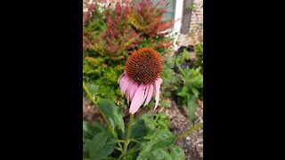 Harvesting Coneflower Seeds