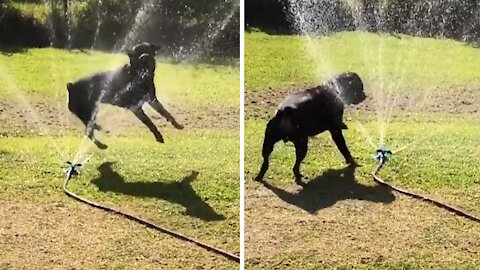 Rottweiler Just Loves To Play With The Sprinkler