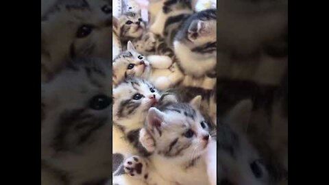 We are family of cute kittens, cute cats