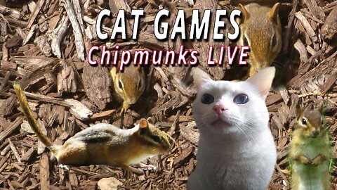 CAT GAMES: Chipmunks Live