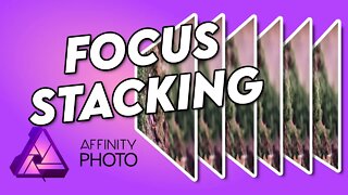 Woodland MACRO Photography | Focus Merging
