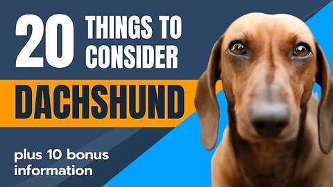 2023. Dachshund. 20 Things to Consider plus 10 bonus info.