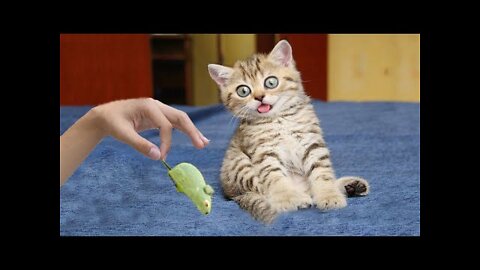 🤣 Funniest 😻Cats And 🐶 Dogs - Try Not To Laugh - Funny Pet Animals 🤣