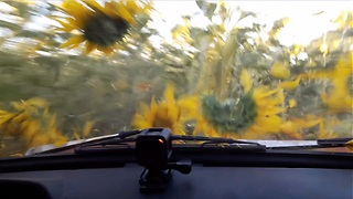 sunflowers field ride by old USSR car
