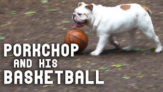 Bulldog can't stop dribbling his basketball at the dog park