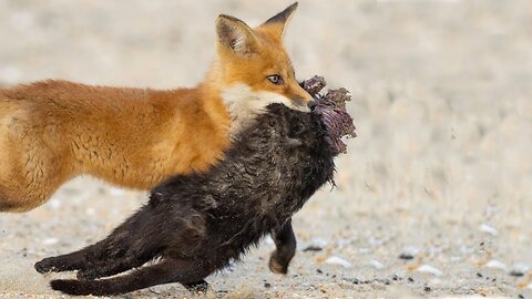 Unbelievable... Domestic Cat Was Murdered By a Fox