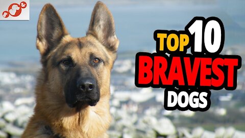 🐕 Bravest Dogs - TOP 10 Bravest Dog Breeds In The World!