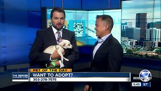 Pet of the day for August 6th