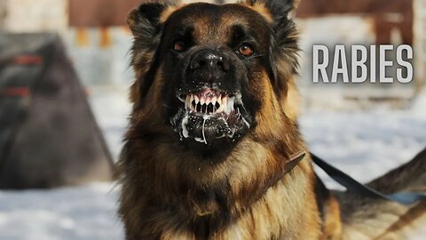 Rabies: What It Is and How It Works!
