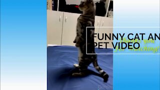 funny cats doing funny things
