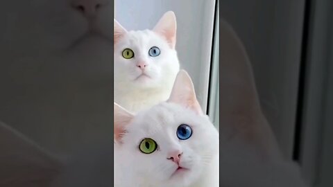 funny cute cat and kitten videos