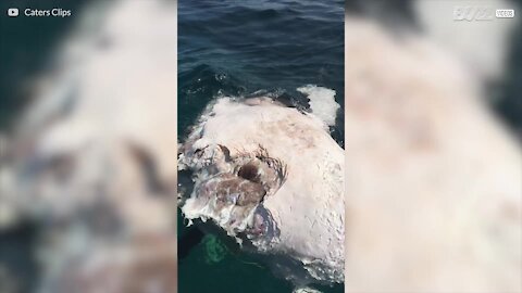 Huit requins-tigres dévorent une carcasse de baleine