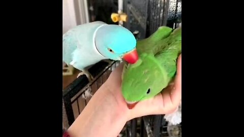 Sweet parrot father & son moment caught on camera