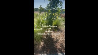 Outside showers and Bamboo Privacy Screening