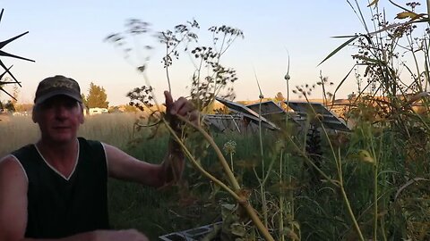 Lovage Seed Harvest