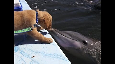 A TRUE FRIENDSHIP between a DOG and a DOLPHIN