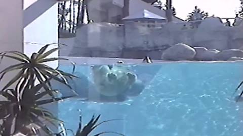 "Polar Bear Enjoying Pool Time"