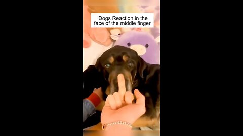 Dog Reaction in middle finger 😅