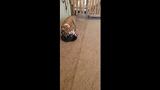 Proper play care w/ Pups