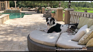 Harlequin Great Dane Enjoys Dog Days Of Summer In Florida