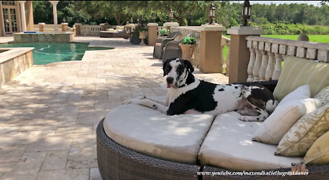 Harlequin Great Dane Enjoys Dog Days Of Summer In Florida