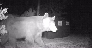 GIANT BEAR at my Dumpster at Night!