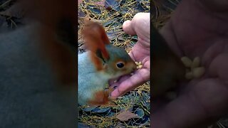 Cute Squirrel Eating