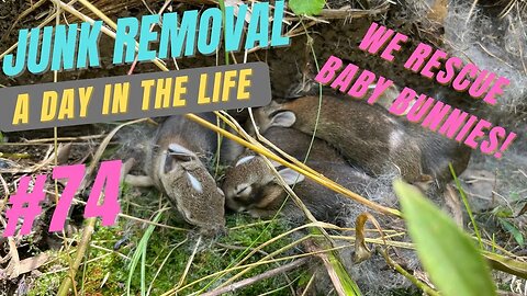 A Day in the Life of Junk Removal Episode 74! We Rescue 6 Bunnies! Almost $2000 today with tips!
