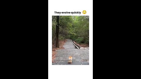 Pupper Skates Circles Around Humans | 🐶⛸️