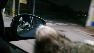 Coolest raccoon ever goes for a night drive