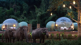 Jungle Bubble: Sleep A Few Feet Away From Elephants