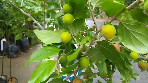 frutíferas produzindo em vaso araçá roxo dovialis doce Guabiju araticum do brejo araçá Moranguinho