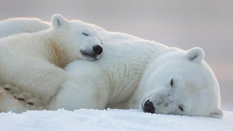 Impressive Polar Bears Playing in a HD Video Compilation.