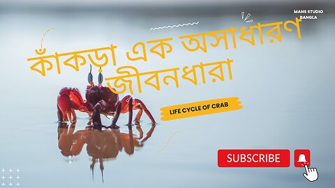 কাঁকড়া এক অসাধারণ জীবনধারা। The Spectacular Life Cycle of a Crab: A Journey of Wonders