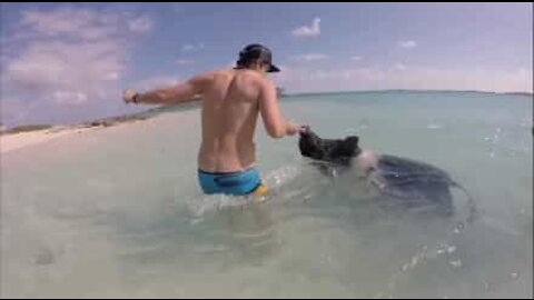 Uimassa suloisten sikojen kanssa Bahamalla