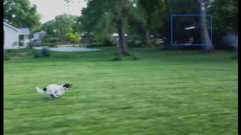 Dog Chasing a Frisbee Followed by a Drone