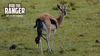 Birth Of A Gazelle | Lalashe Maasai Mara Safari